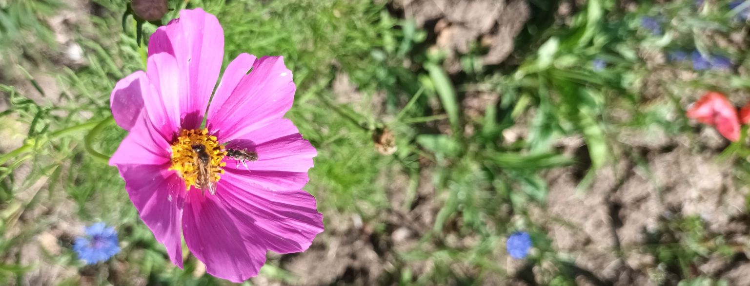 fleur et abeilles