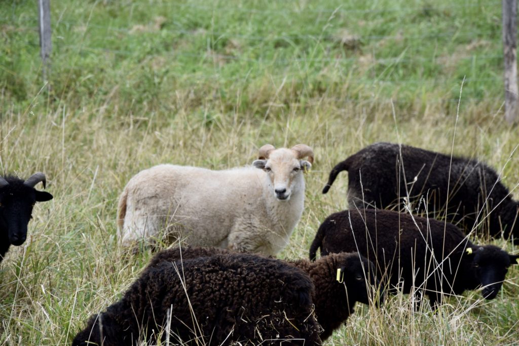 Moncets moutons